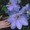 Клематис Миссис Чолмондели (Mrs. Cholmondeley) 6