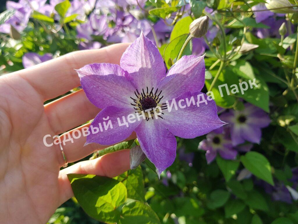 Клематис Монинг Скай (Morning Sky)