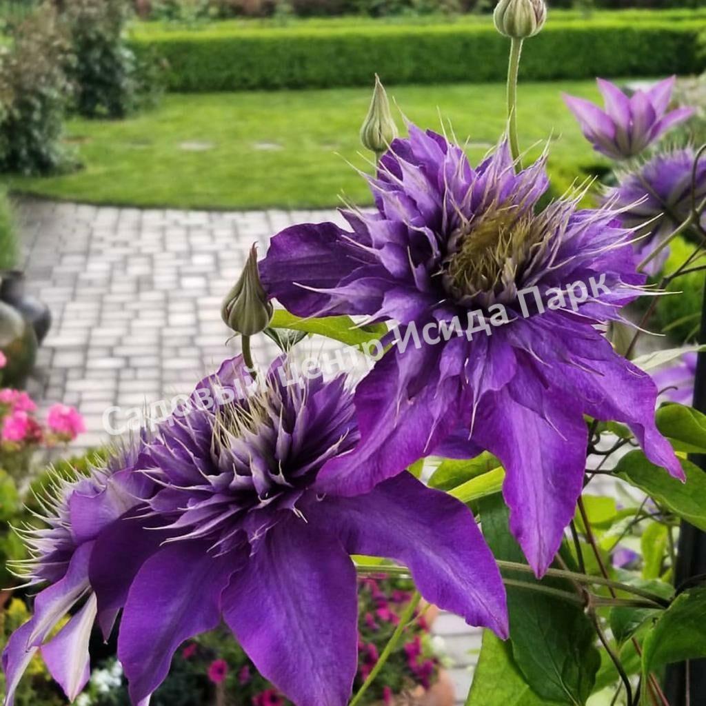 Клематис Мульти Блю (Multi Blue) Клематис Мульти Блю (Multi Blue)