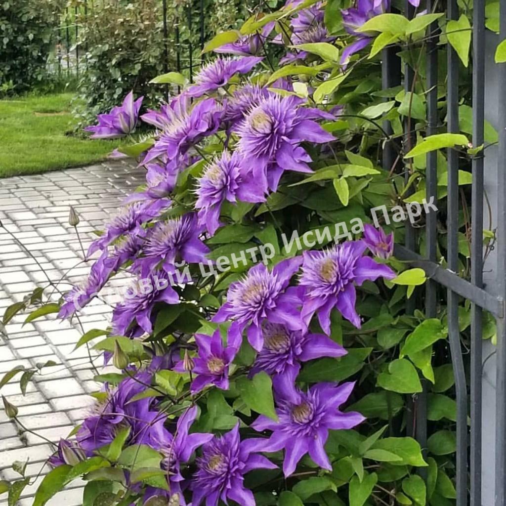 Клематис Мульти Блю (Multi Blue) Клематис Мульти Блю (Multi Blue)