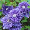 Клематис Мульти Блю (Multi Blue) 18 Клематис Мульти Блю (Multi Blue) 18