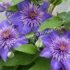 Клематис Мульти Блю (Multi Blue) 20