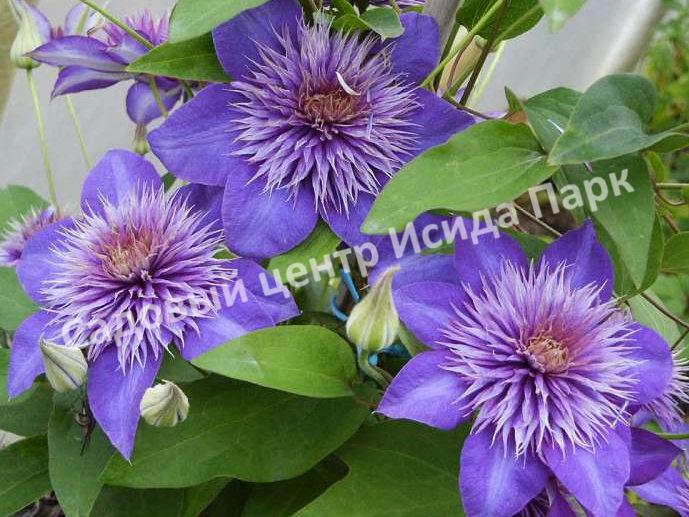 Клематис Мульти Блю (Multi Blue) Клематис Мульти Блю (Multi Blue)