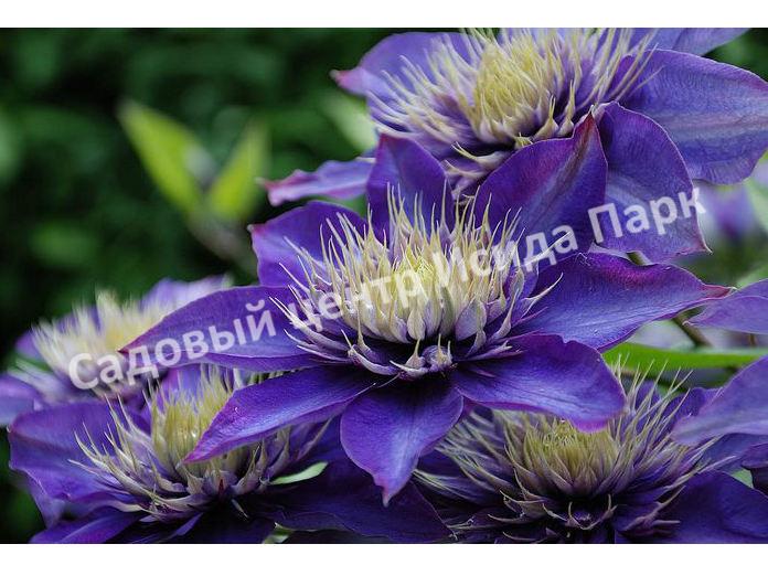 Клематис Мульти Блю (Multi Blue) Клематис Мульти Блю (Multi Blue)