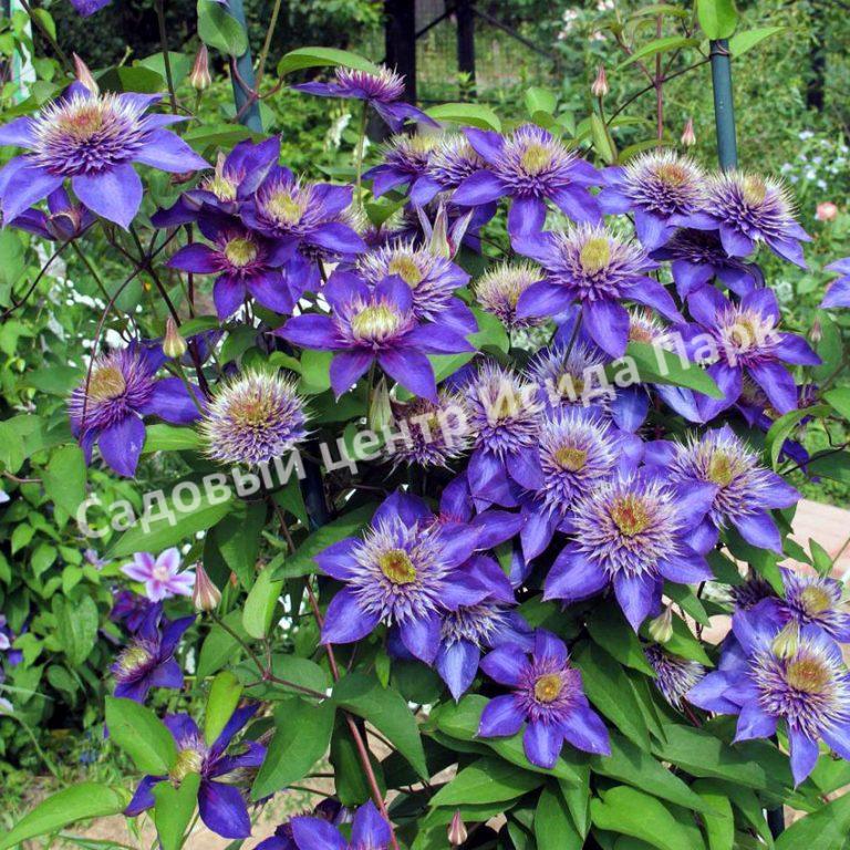 Клематис Мульти Блю (Multi Blue) Клематис Мульти Блю (Multi Blue)