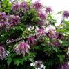 Клематис Перпл Дрим (Purple Dream) 5