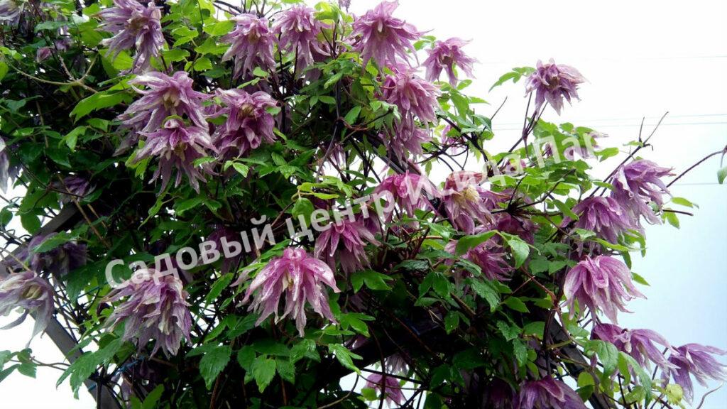 Клематис Перпл Дрим (Purple Dream)