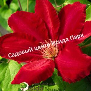 Клематис Ред Стар, Красная звезда (Red Star)
