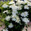 Клематис Вадас Примроуз (Wada’s Primrose) 3