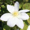 Клематис Вадас Примроуз (Wada’s Primrose) 1