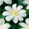 Клематис Вадас Примроуз (Wada’s Primrose) 4
