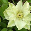 Клематис Вадас Примроуз (Wada’s Primrose) 5