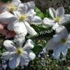 Клематис Вайт Арабелла, Zo14089, Diversifolia White Arabella, Integrifolia White Arabella (White Arabella) 2