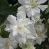 Клематис Вайт Арабелла, Zo14089, Diversifolia White Arabella, Integrifolia White Arabella (White Arabella) 3