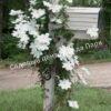 Клематис Вайт Арабелла, Zo14089, Diversifolia White Arabella, Integrifolia White Arabella (White Arabella) 1