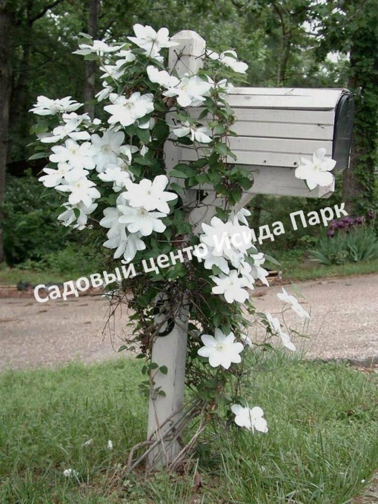 Клематис Вайт Арабелла, Zo14089, Diversifolia White Arabella, Integrifolia White Arabella (White Arabella)