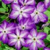 Клематис Веноза Виолацеа (Venosa Violacea) 4