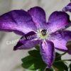 Клематис Веноза Виолацеа (Venosa Violacea) 2