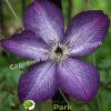 Клематис Веноза Виолацеа (Venosa Violacea) 1