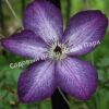Клематис Веноза Виолацеа (Venosa Violacea) 3