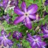 Клематис Веноза Виолацеа (Venosa Violacea) 7