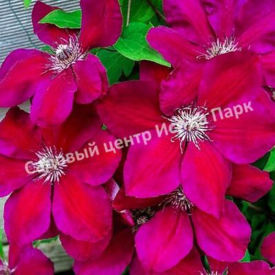 Клематис Вестерплатте (Westerplatte) Клематис Вестерплатте (Westerplatte)