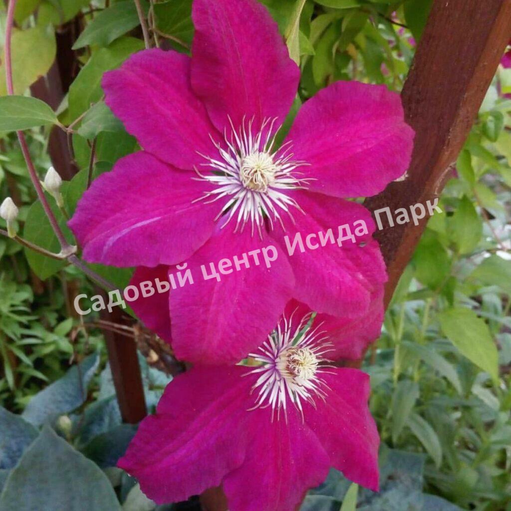 Клематис Вестерплатте (Westerplatte) Клематис Вестерплатте (Westerplatte)