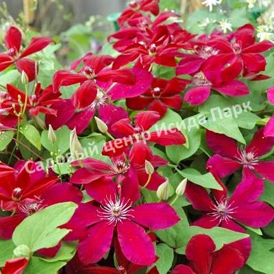 Клематис Вестерплатте (Westerplatte) Клематис Вестерплатте (Westerplatte)