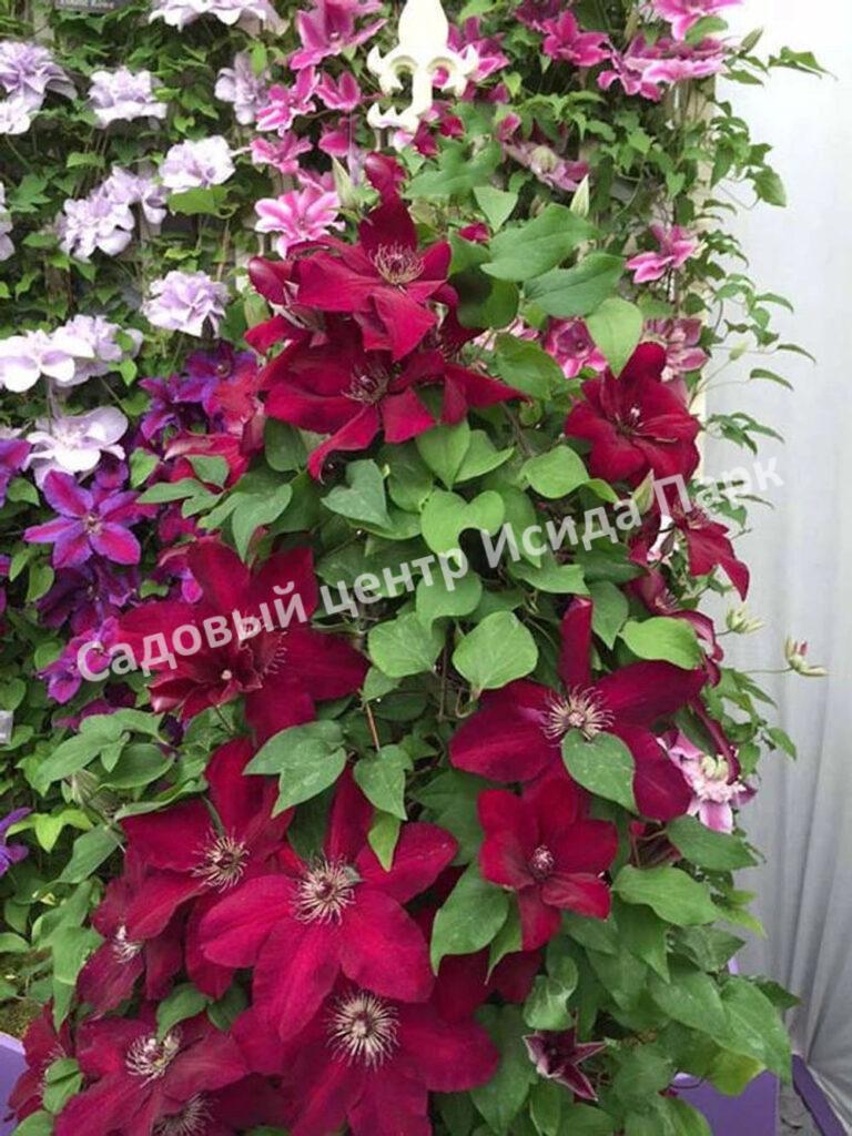 Клематис Вестерплатте (Westerplatte) Клематис Вестерплатте (Westerplatte)