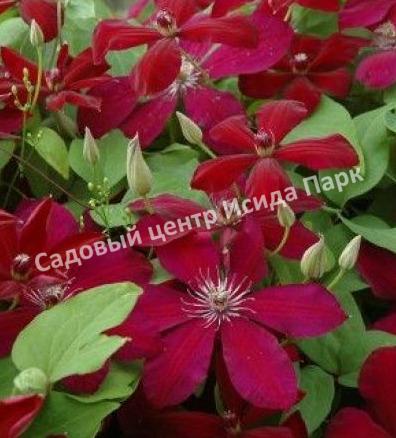 Клематис Вестерплатте (Westerplatte) Клематис Вестерплатте (Westerplatte)