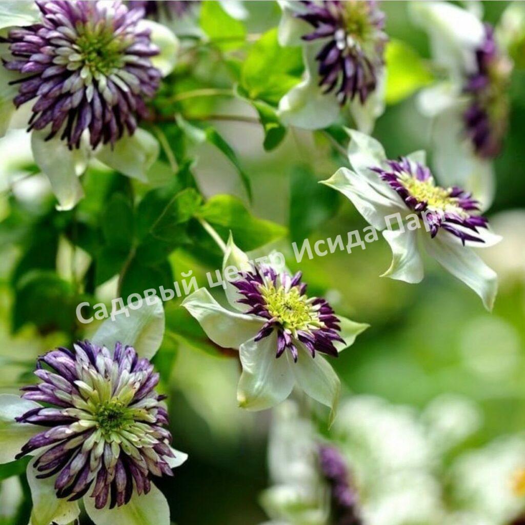 Клематис Виенетта (Vienetta)