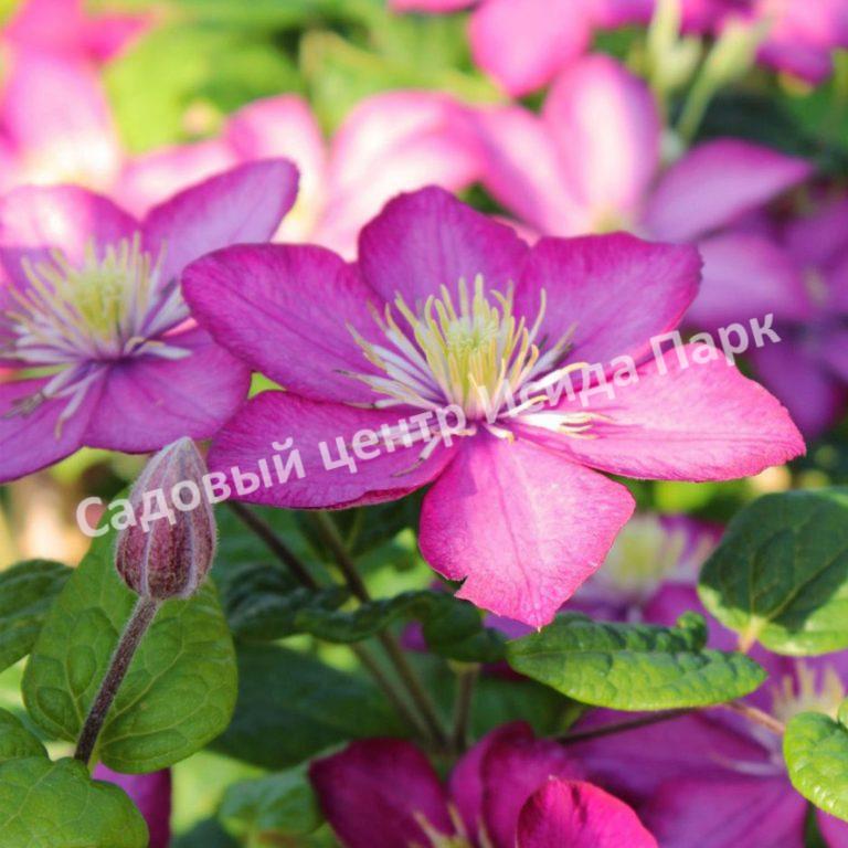 Клематис Виль де Лион (Ville de Lyon) Клематис Виль де Лион (Ville de Lyon)