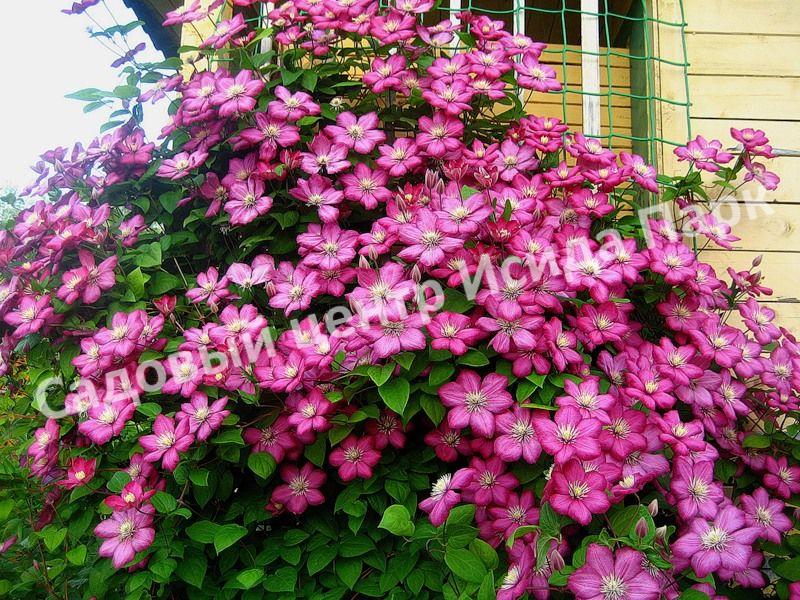 Клематис Виль де Лион (Ville de Lyon) Клематис Виль де Лион (Ville de Lyon)