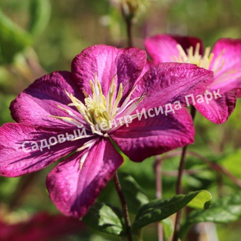 Клематис Виль де Лион (Ville de Lyon) Клематис Виль де Лион (Ville de Lyon)