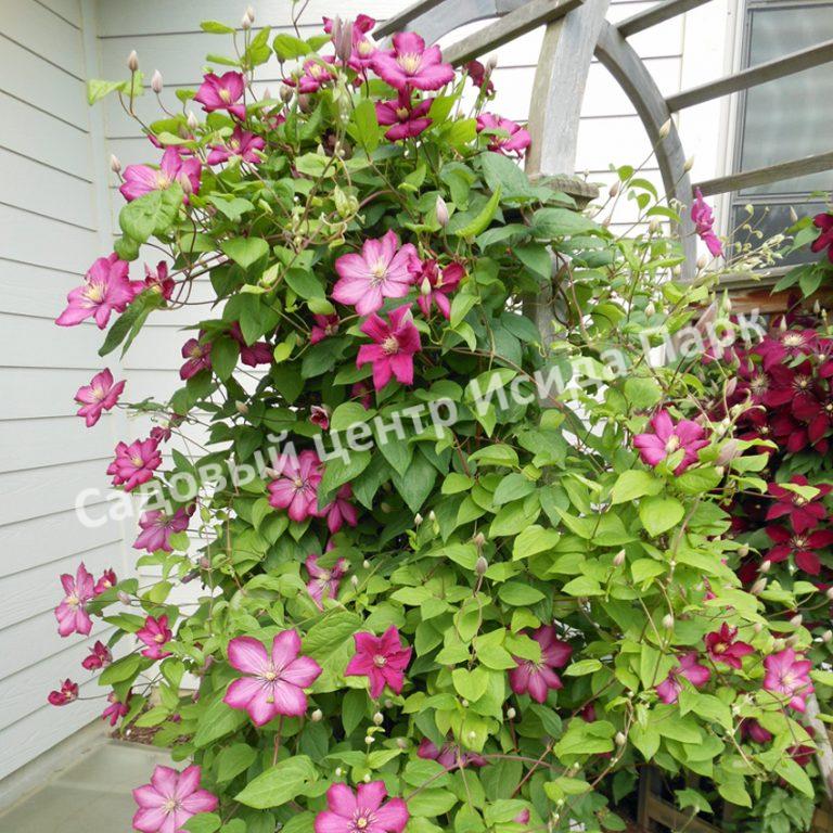 Клематис Виль де Лион (Ville de Lyon) Клематис Виль де Лион (Ville de Lyon)