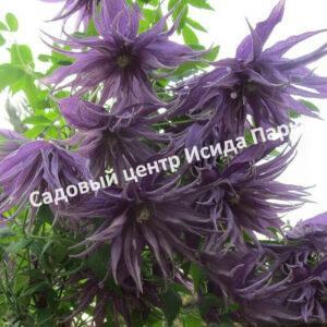 Клематис Виолет Сюрпрайз (Violet Surprise)