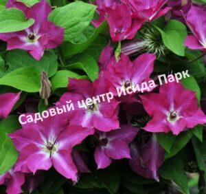 Клематис Вива Полония (Viva Polonia)