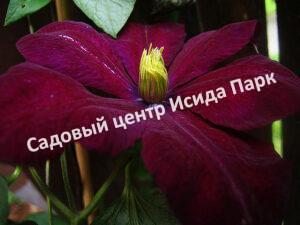 Клематис Волюцея (Voluceau)