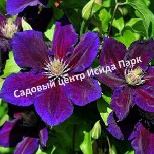 Клематис Юлька (Julka)