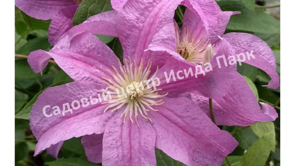 Клематис Данута (Danuta)