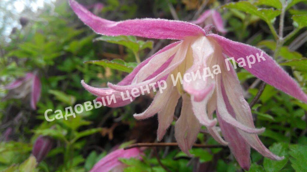 Клематис Дженни (Janny)