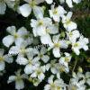 Клематис Грандифлора (Grandiflora) 2