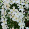 Клематис Грандифлора (Grandiflora) 1
