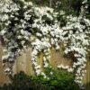 Клематис Грандифлора (Grandiflora) 4