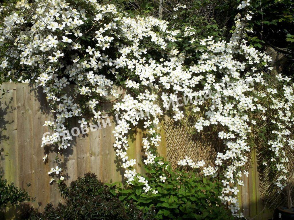 Клематис Грандифлора (Grandiflora)