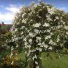 Клематис Грандифлора (Grandiflora) 5
