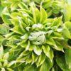 Клематис Грин Пэшн, Зеленая Страсть (Green Passion) 2