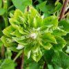 Клематис Грин Пэшн, Зеленая Страсть (Green Passion) 4