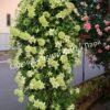 Клематис Грин Пэшн, Зеленая Страсть (Green Passion) 6