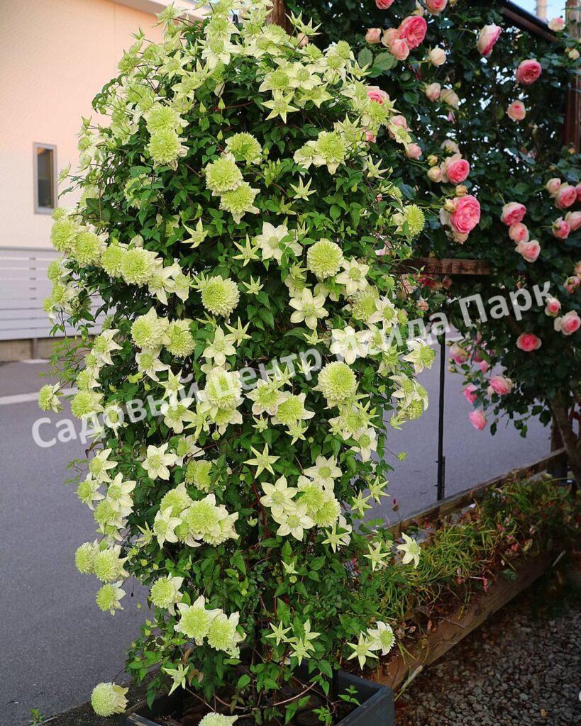 Клематис Грин Пэшн, Зеленая Страсть (Green Passion)